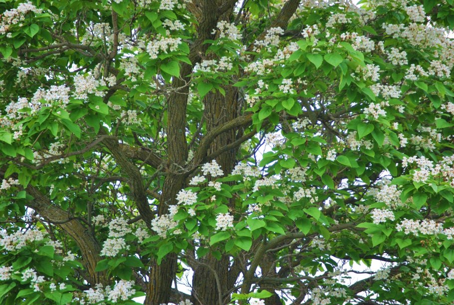 Читальпа Chilopsis linearis,