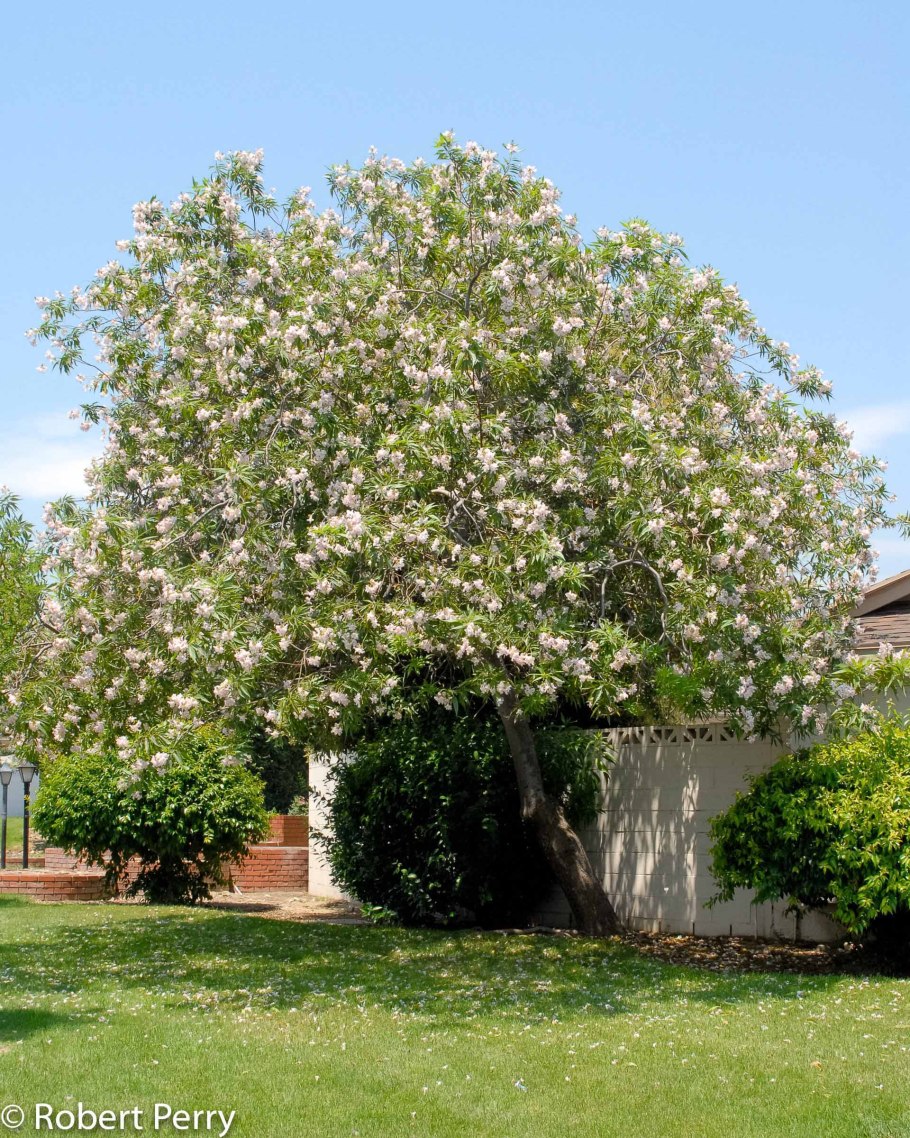 Читальпа растения