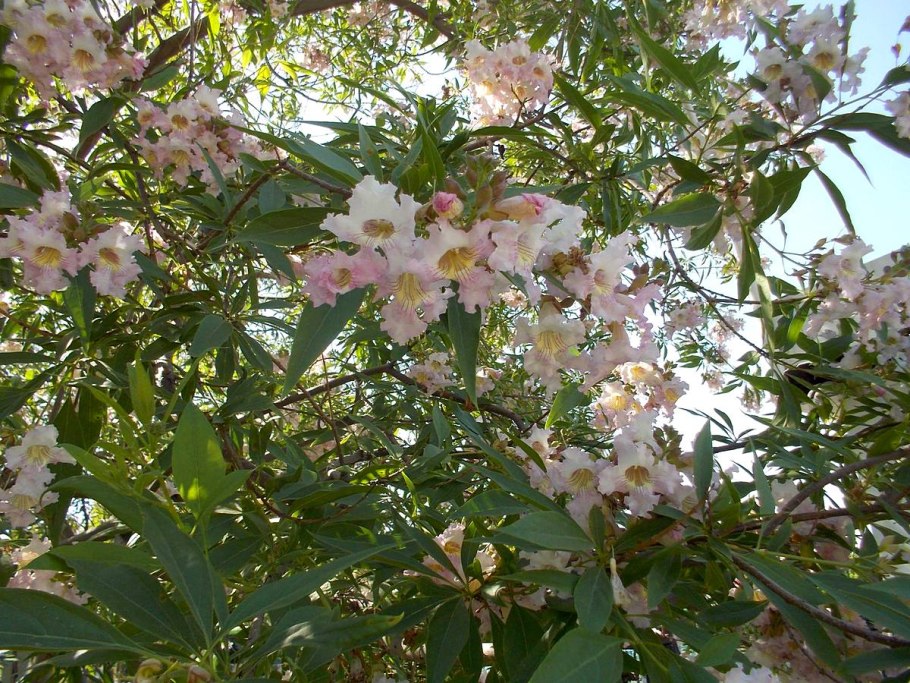 Читальпа Ташкентская