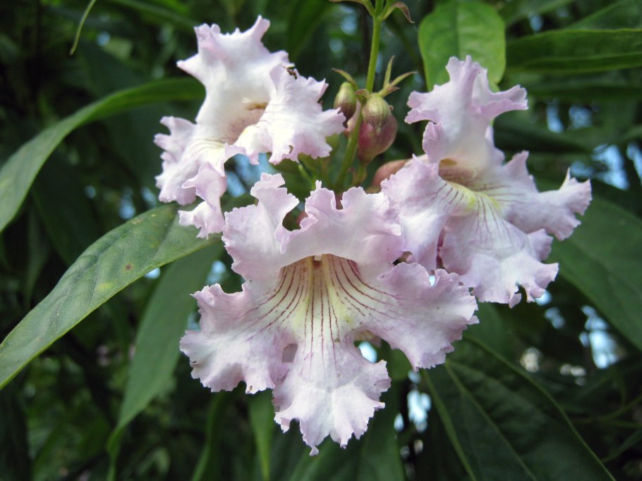 ×Chitalpa tashkentensis