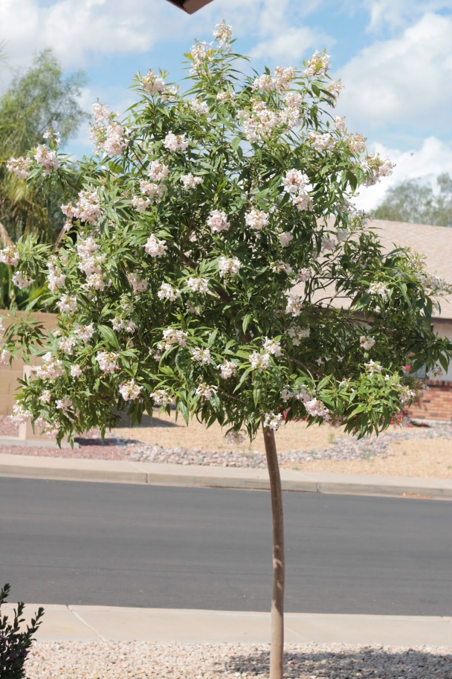 Читальпа Воронеж