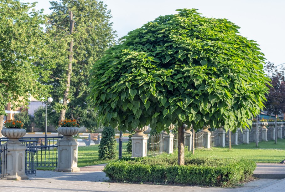 Катальпа бигнониевидная нана