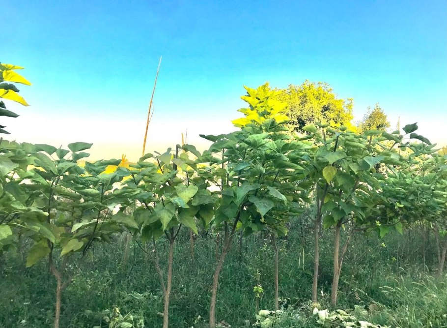 Читальпа Ташкентская