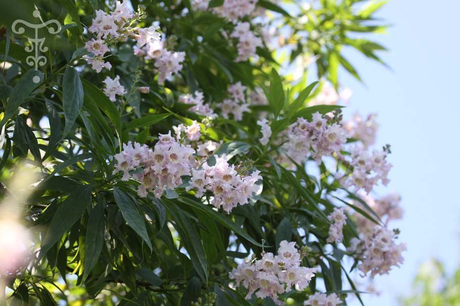 Катальпа Ташкентская