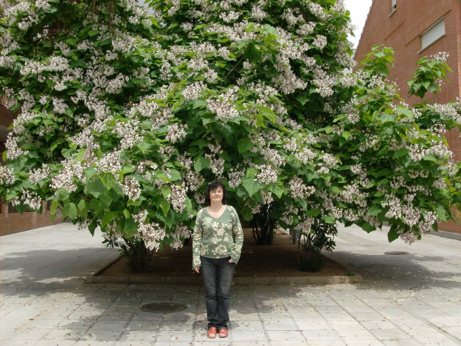 Читальпа Ташкентская дерево