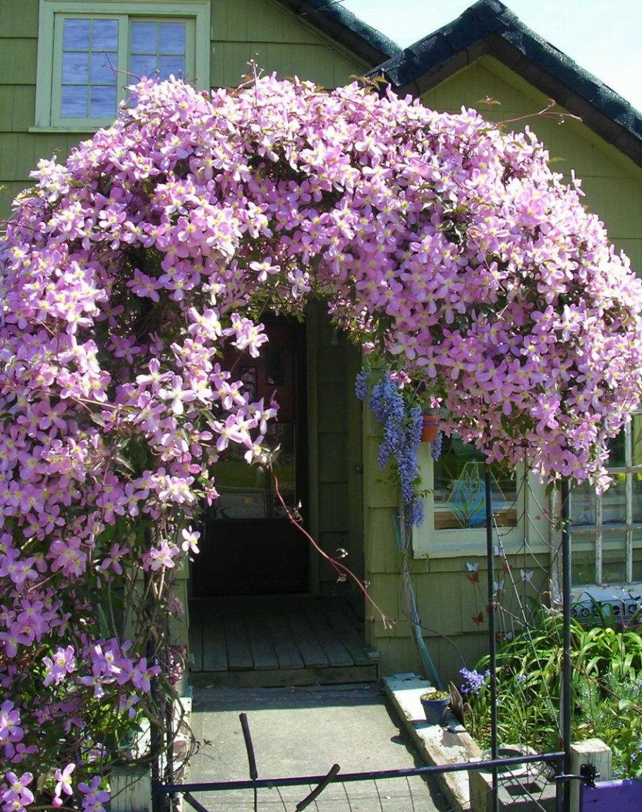 Клематис вышинский