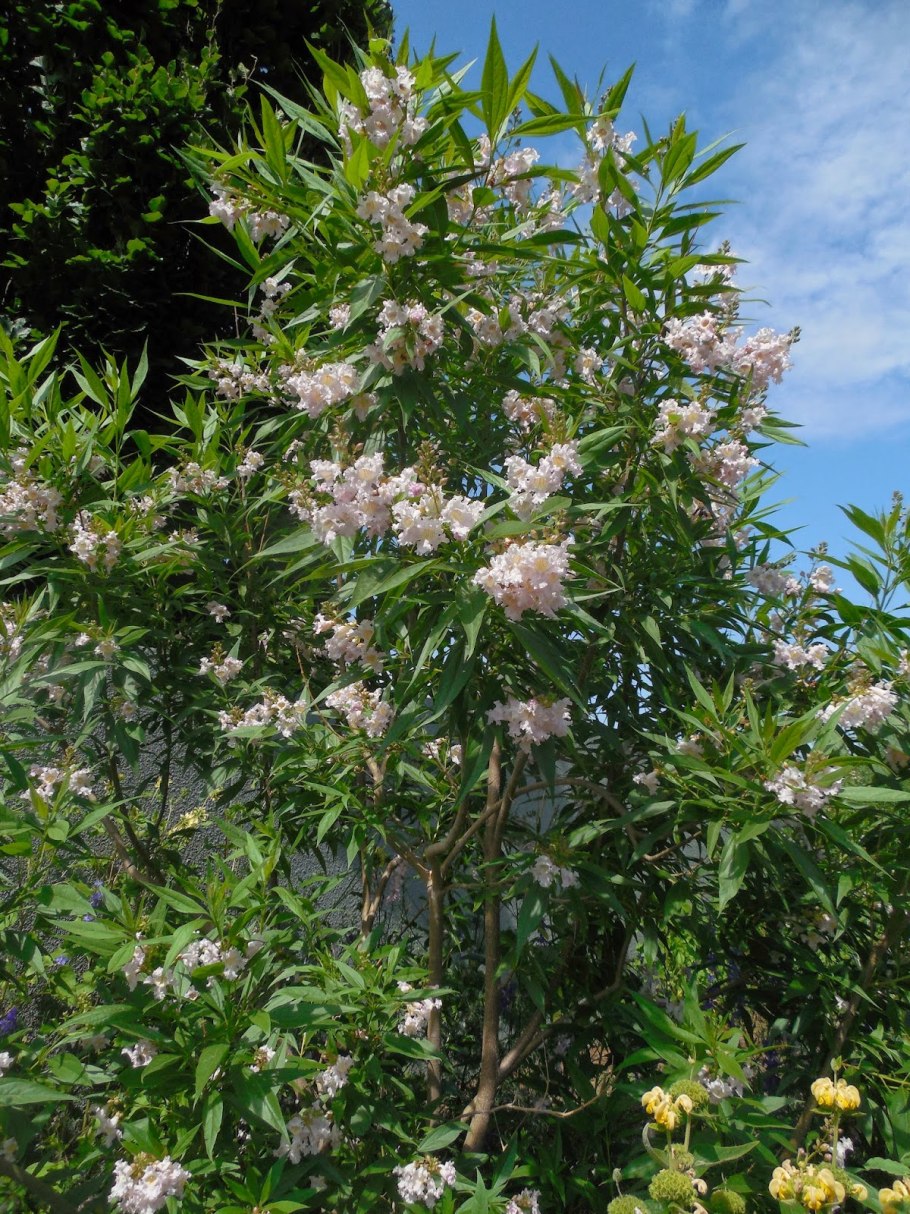 Читальпа Ташкентская дерево