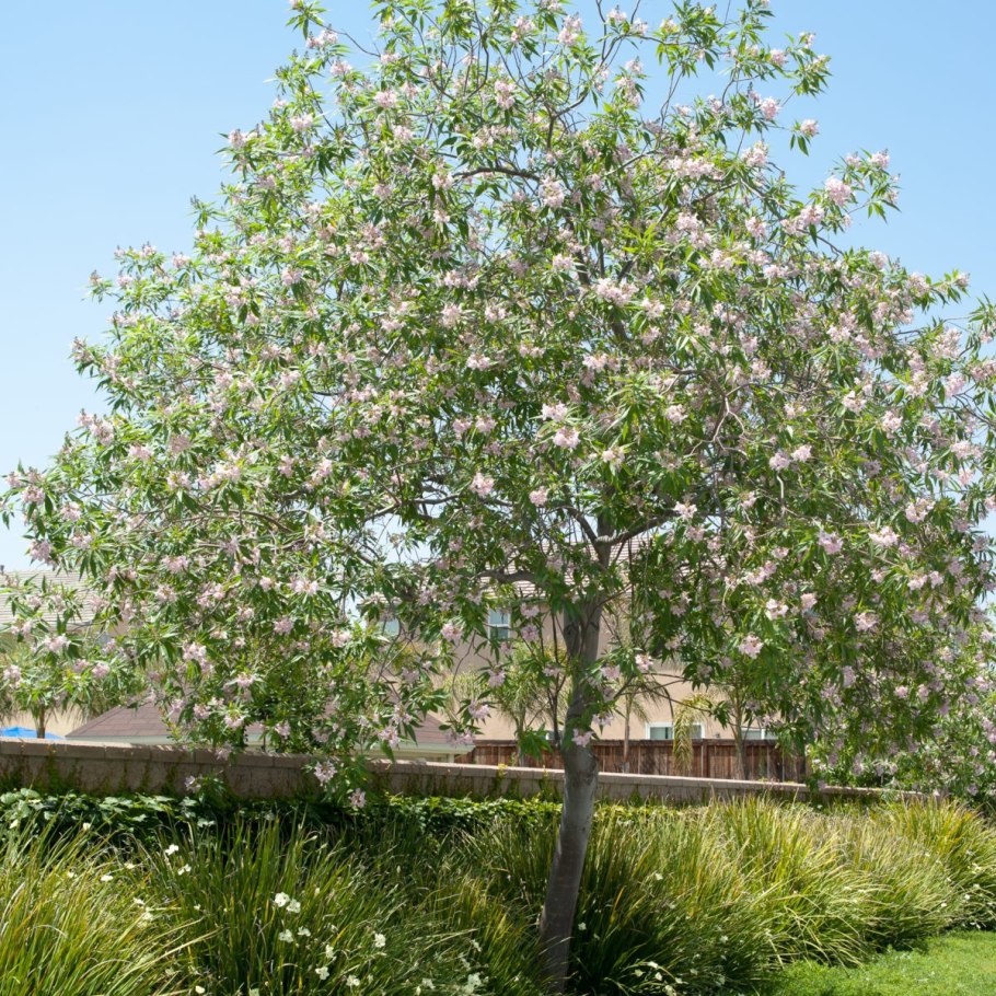 Читальпа Ташкентская дерево