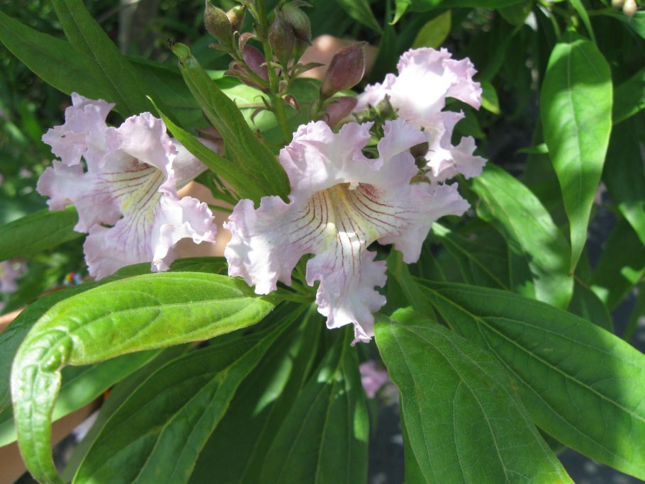 Читальпа Ташкентская