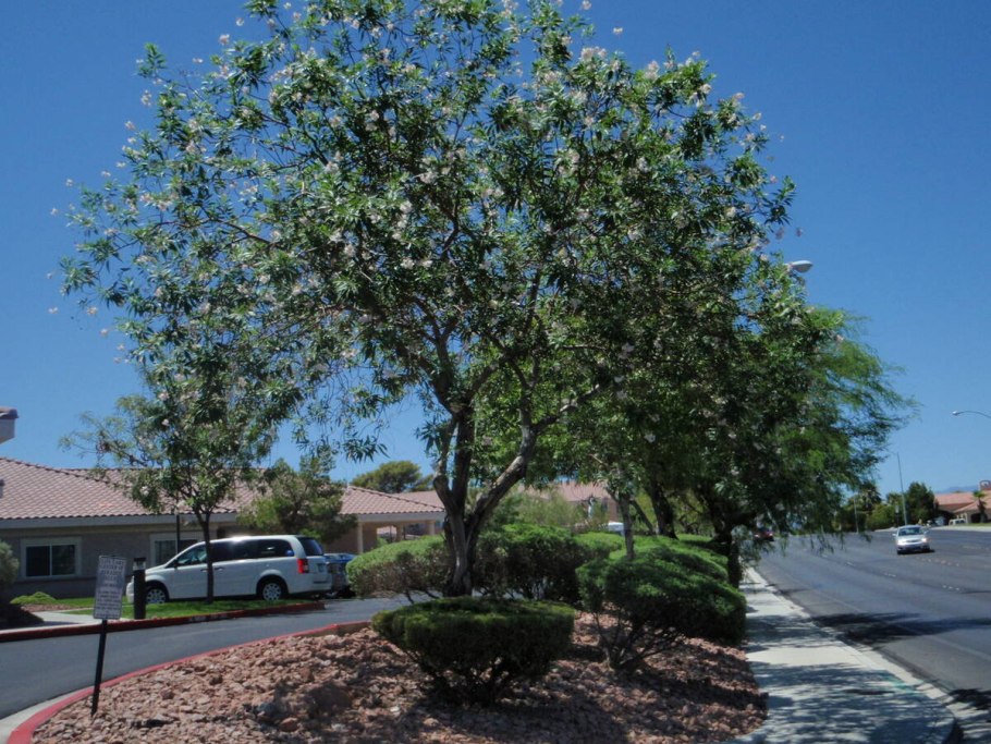 Яблоня райка цветение