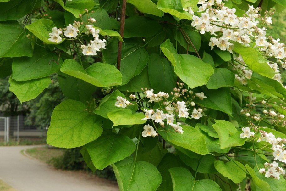 Катальпа бигнониевидная листья