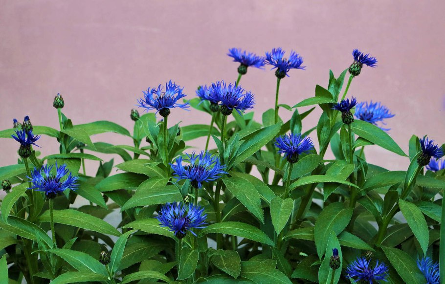 Катальпа бигнониевидная Нана