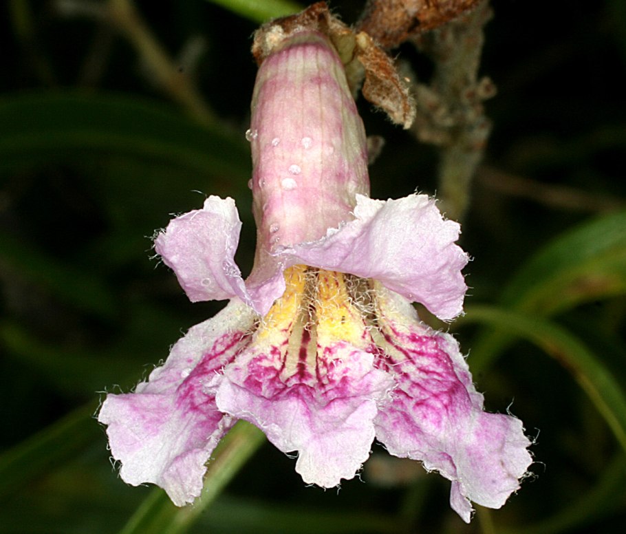Императорское дерево Павловния