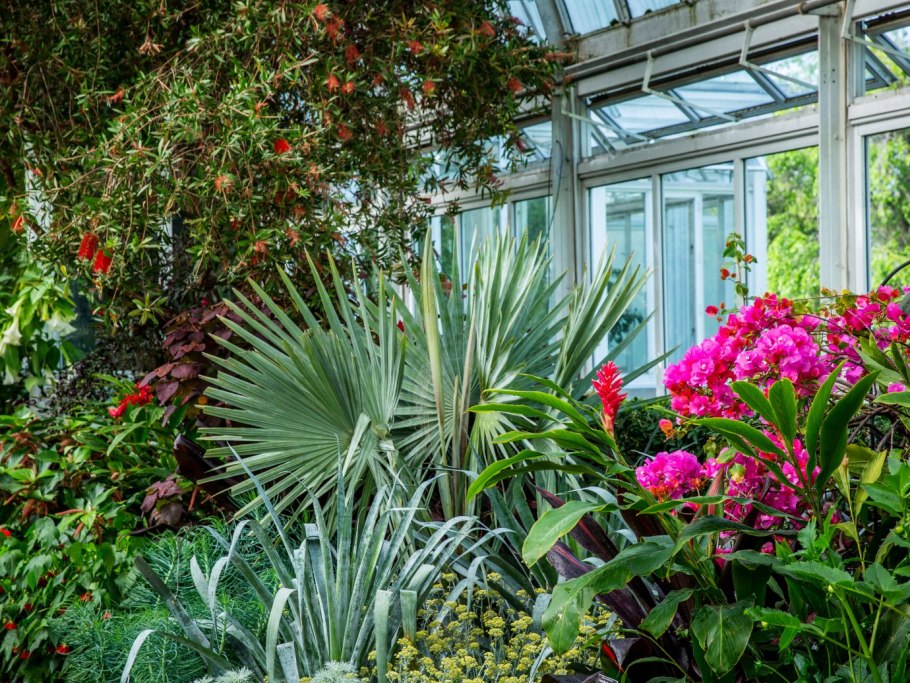 Катальпа бигнониевидная (Catalpa bignonioides)