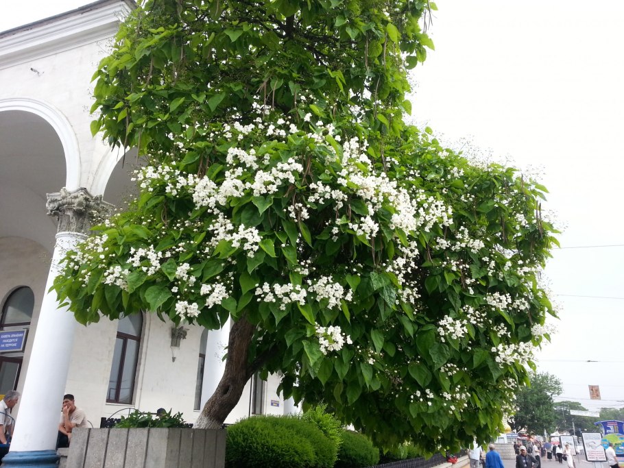 Бостанлыкский район горы