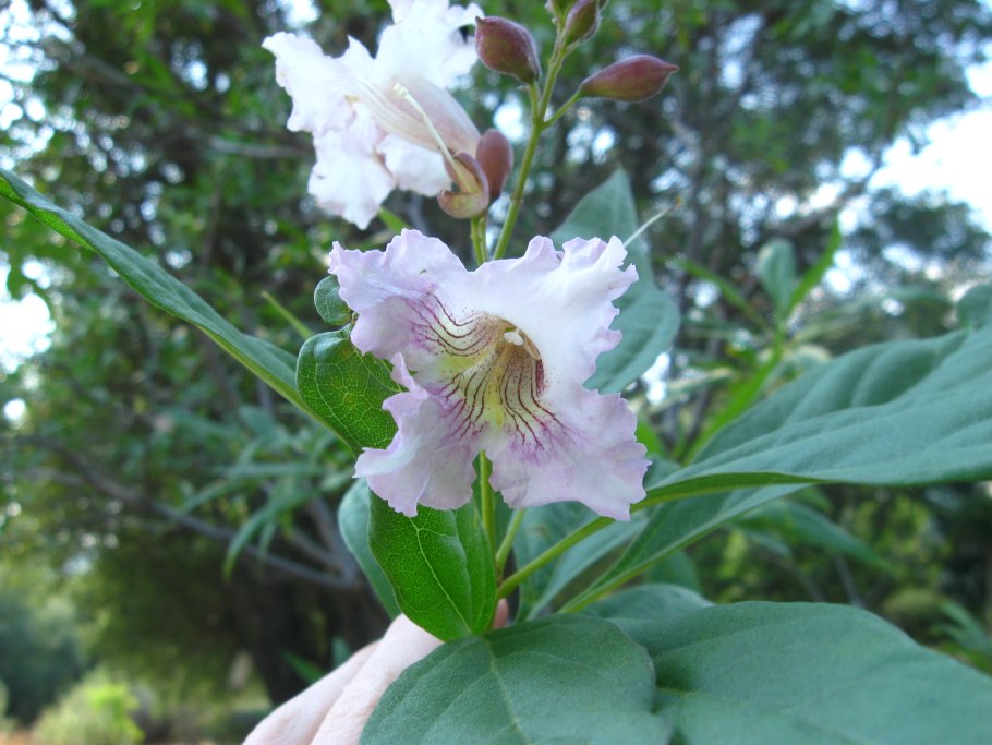 Катальпа сиреневидная