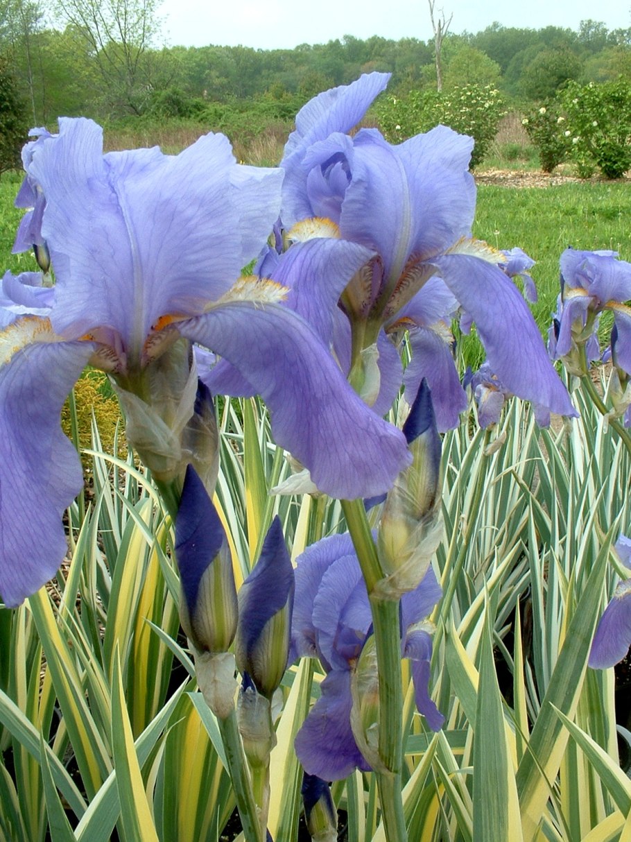 Ирис Паллида Вариегата