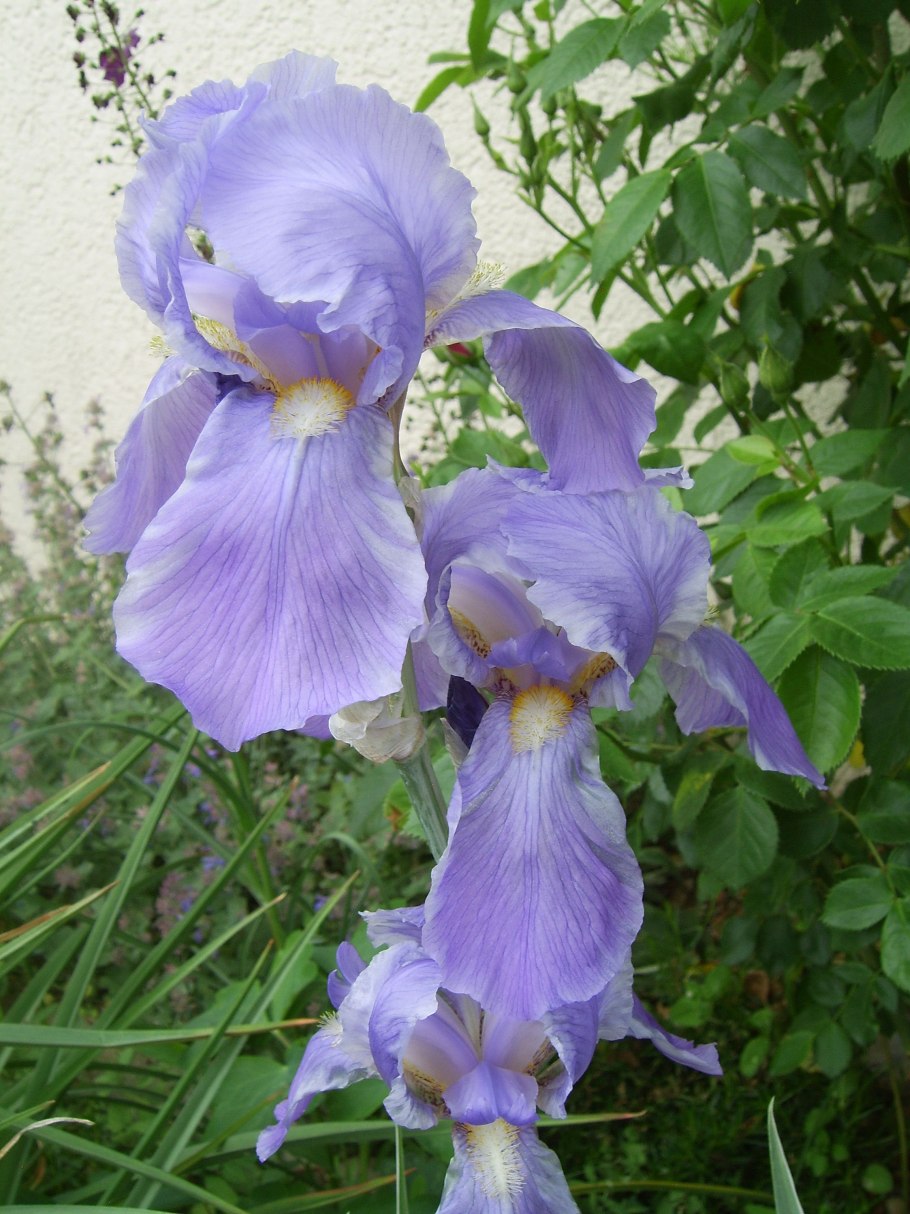 Ирис (Касатик бледный.