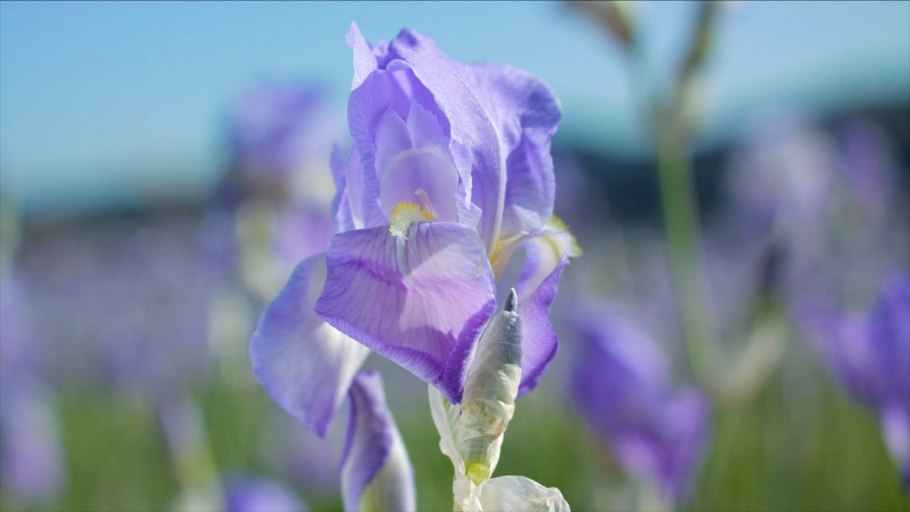 Albo variegata Ирис