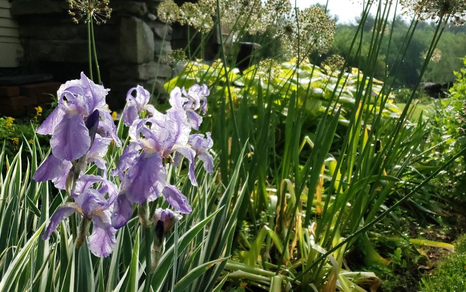 Albo variegata Ирис