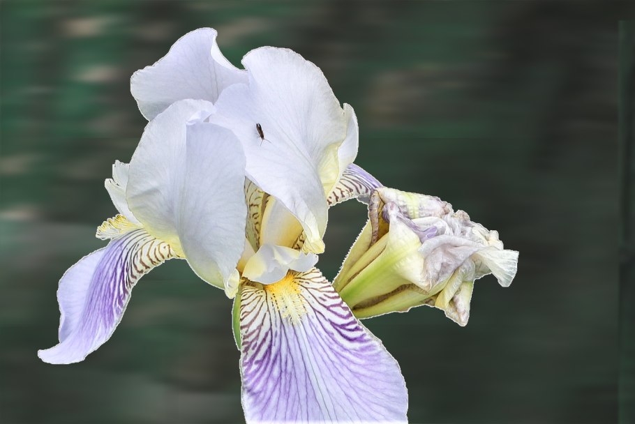 Ирис (Касатик бледный.