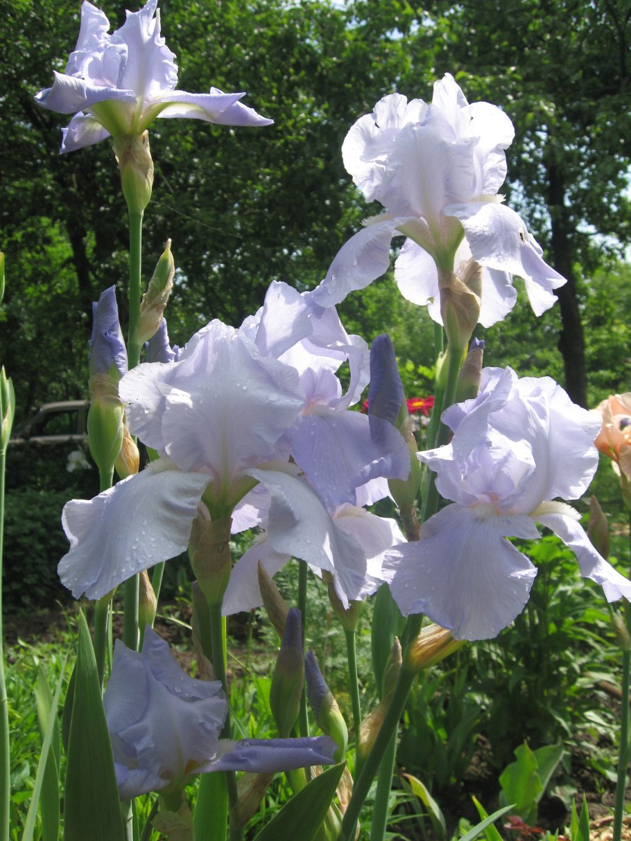 Камышовый Ирис бледно желтый