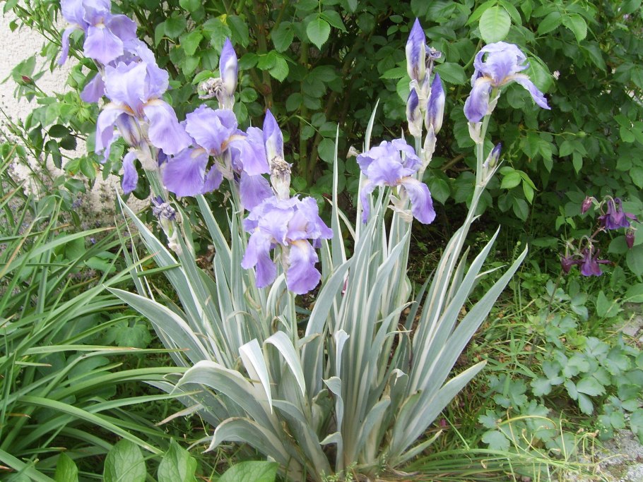 Итальянский Ирис цветок