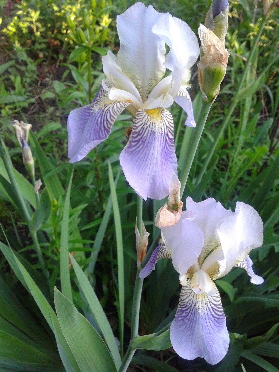 Iris pallida var. Pallida
