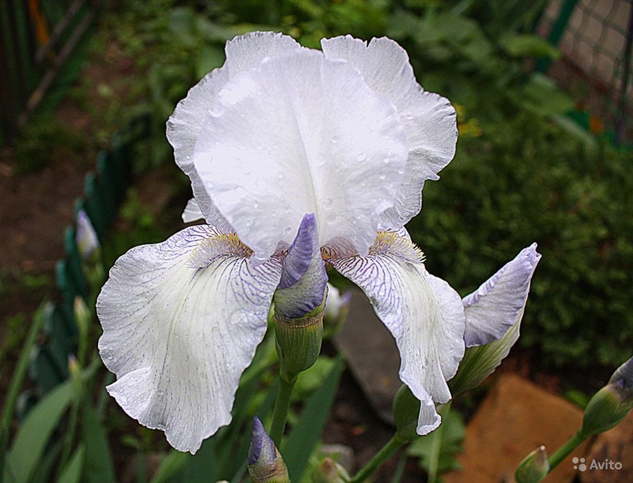 Albo variegata Ирис