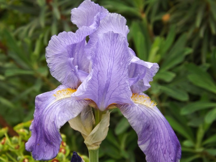 Ирис бородатый Блу флирт