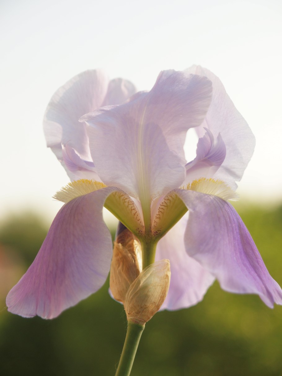 Ирис Пинк Римфайр