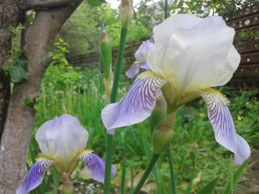 Ирис декамерон