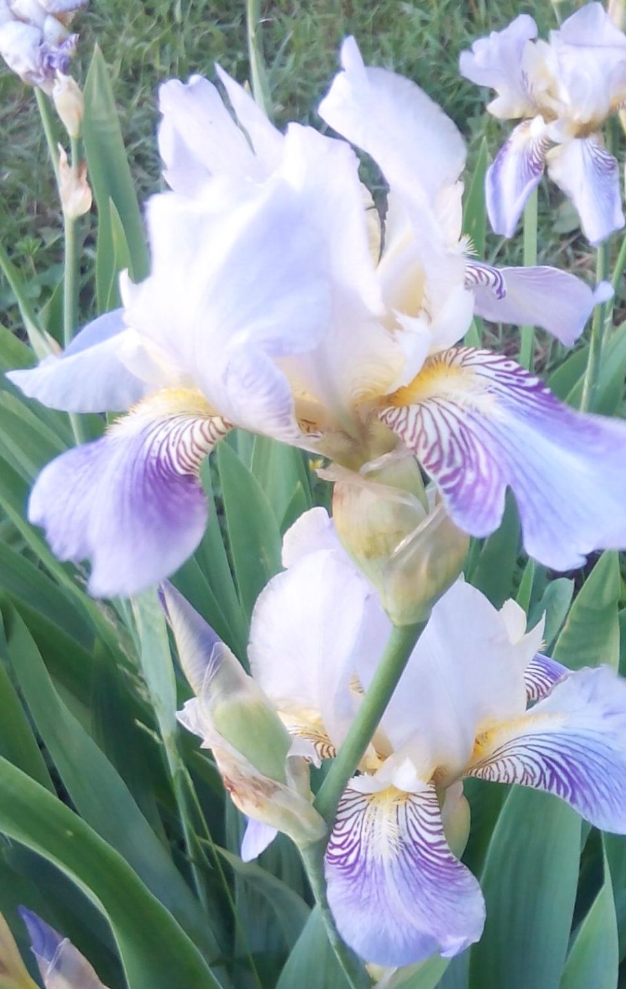 Breezy Blue Ирис