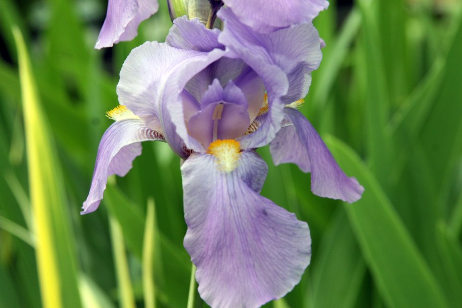 Ирис Aurea variegata