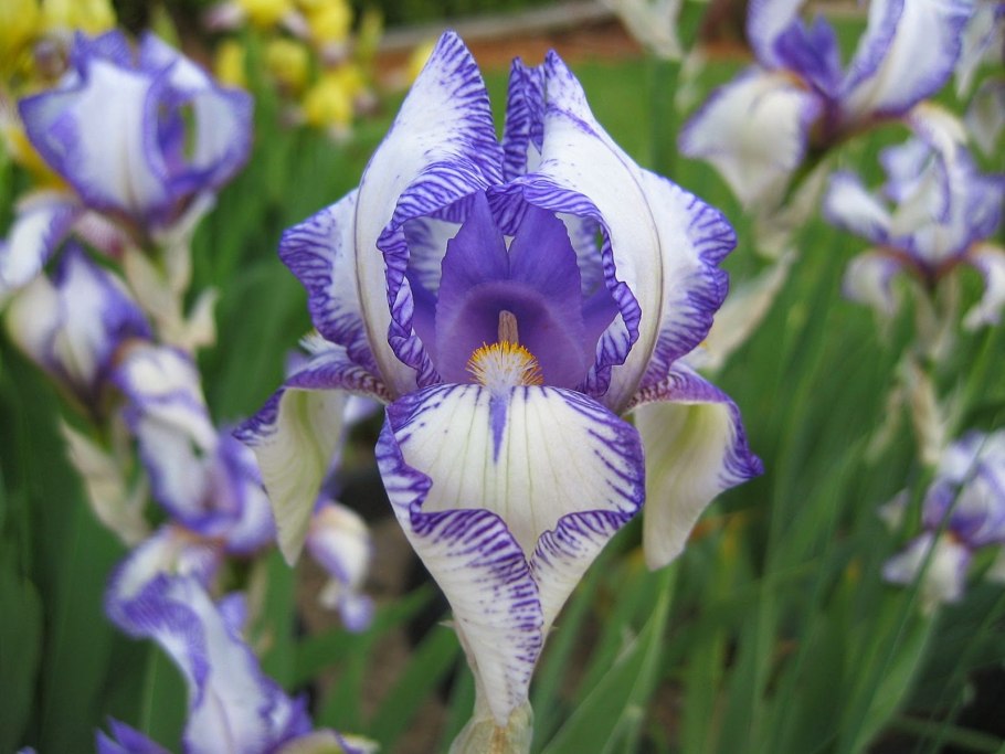 Касатик бледный