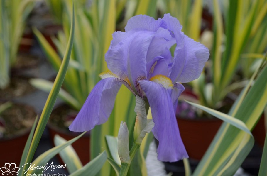 Ирис (Касатик бледный.