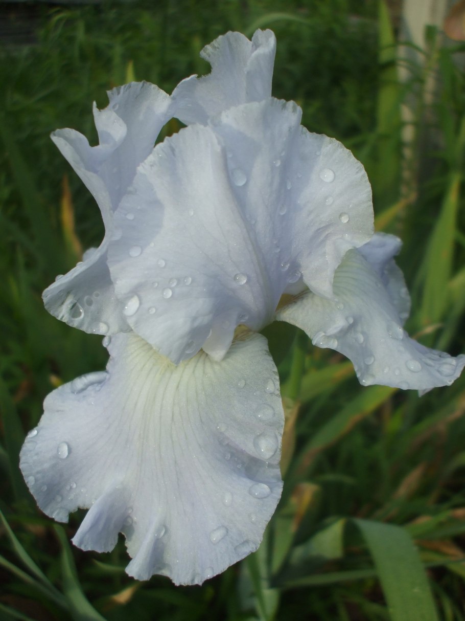 Ирис Вариегата