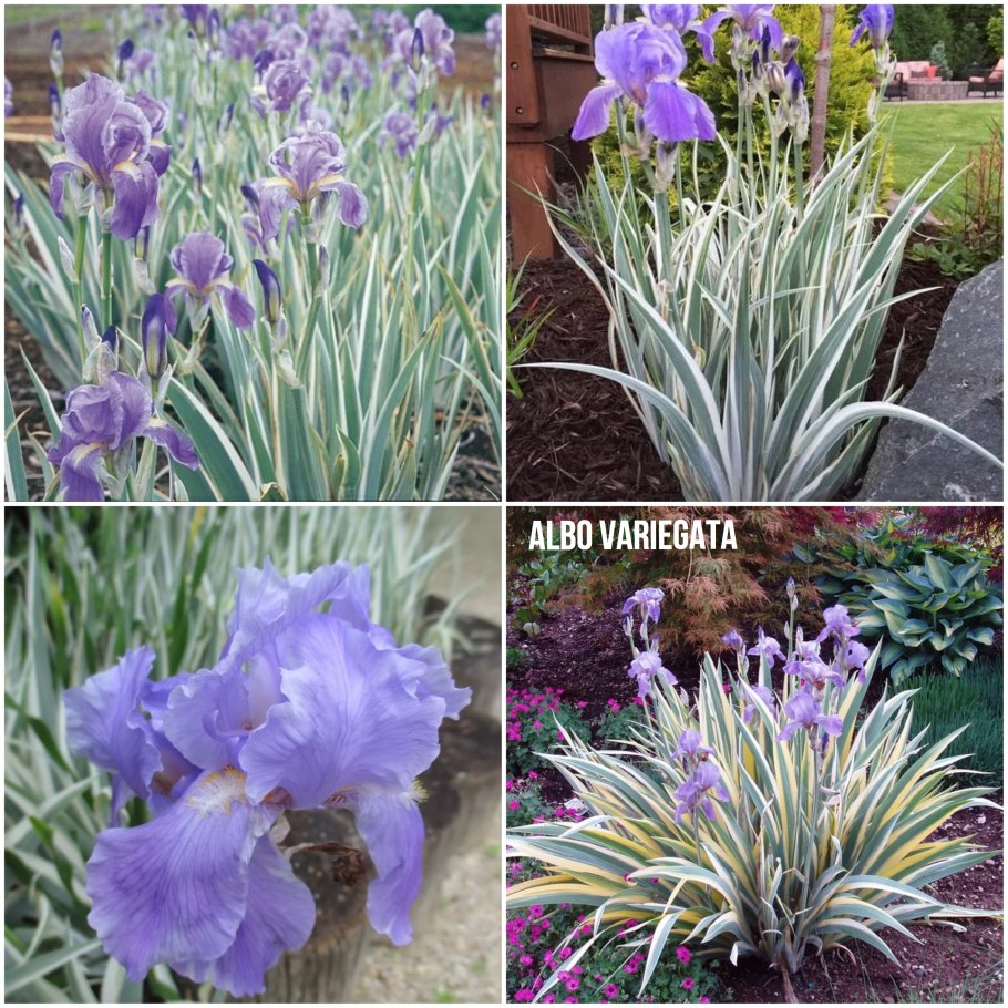 Albo variegata Ирис