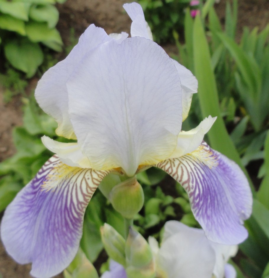 Ирис Селебрейшен Сонг