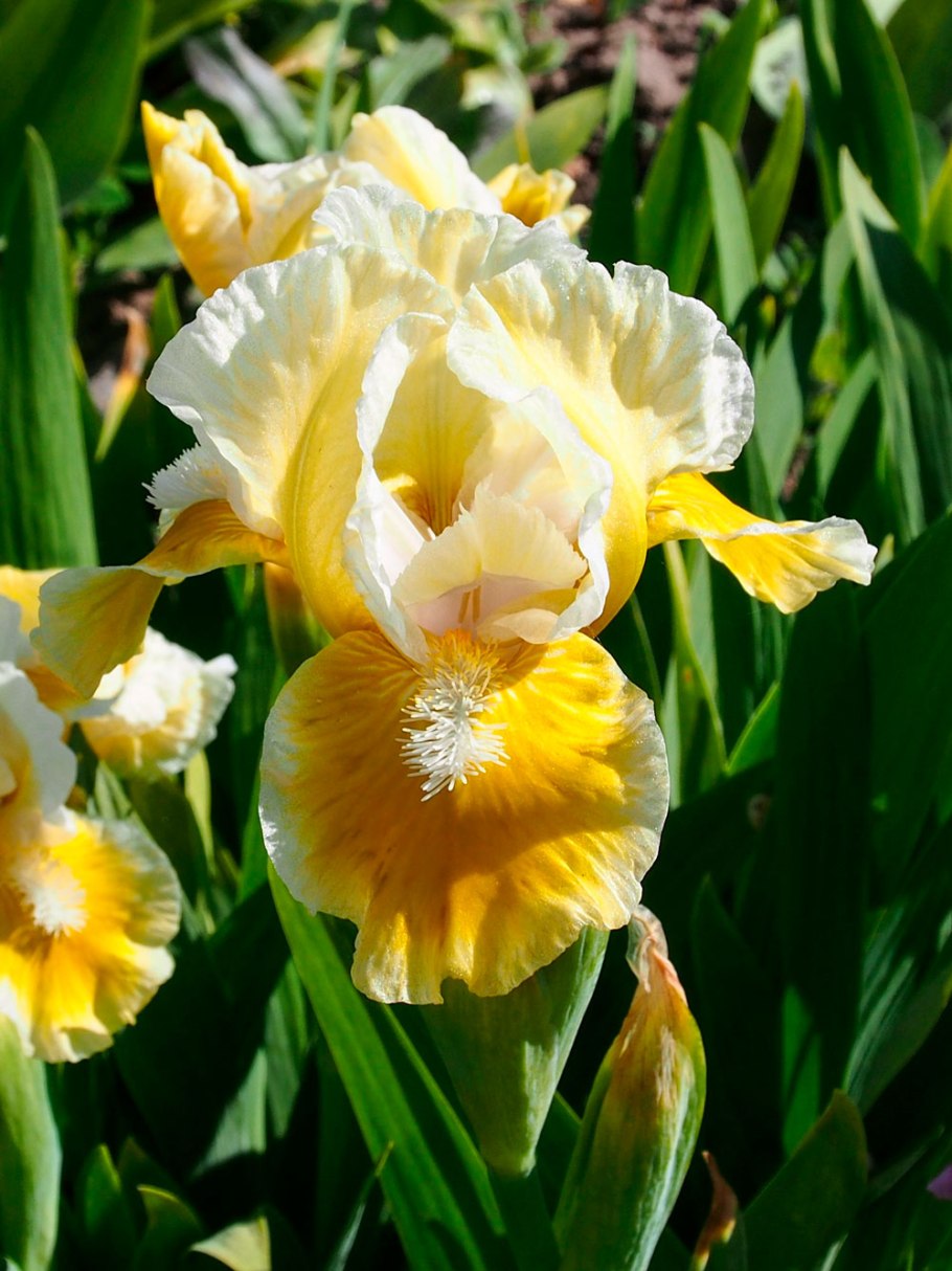 Ирис отцвел