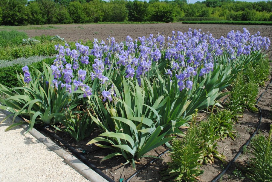 Ирис касатик карликовый