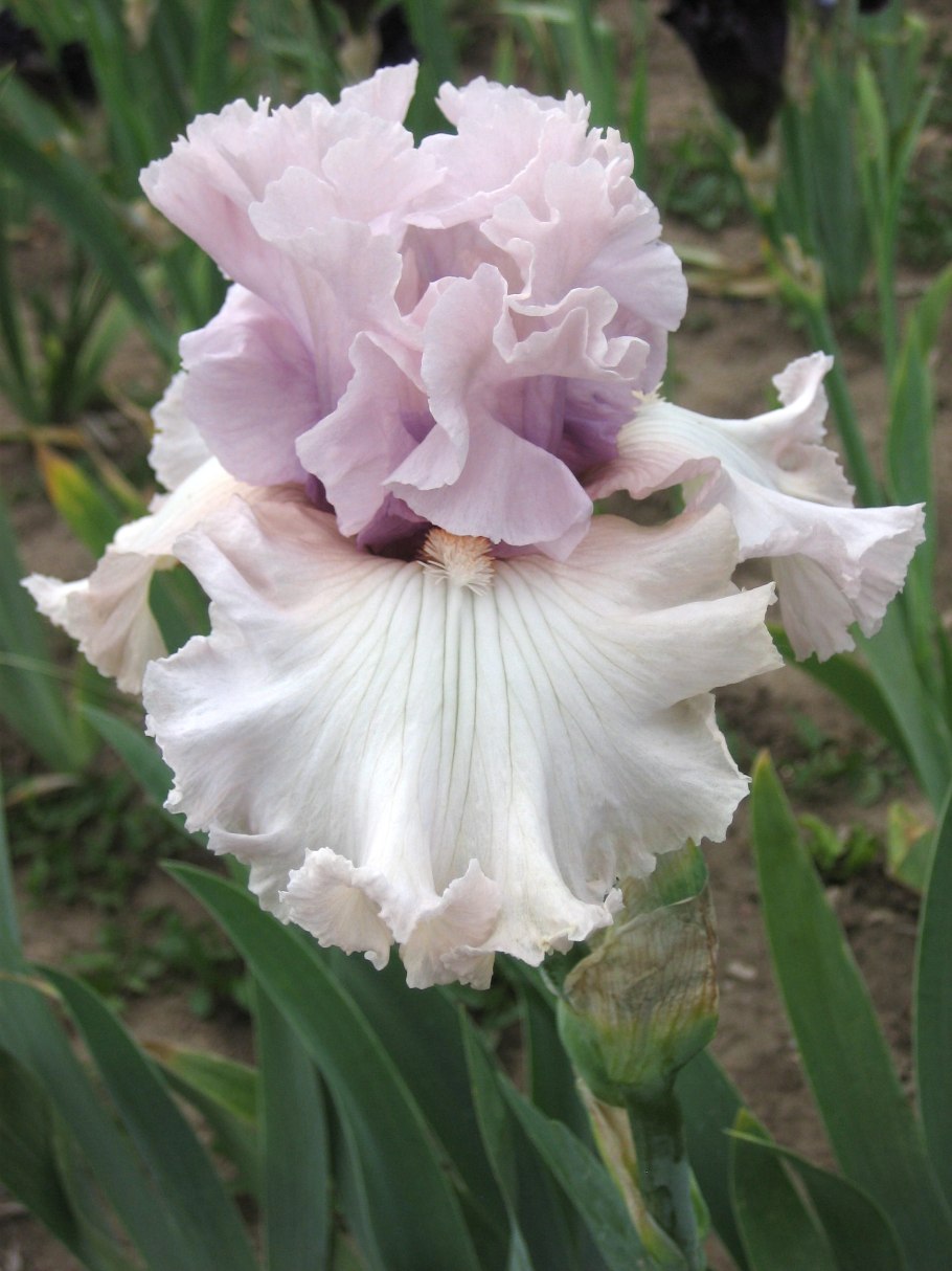 Ирис ложноаировый Вариегата