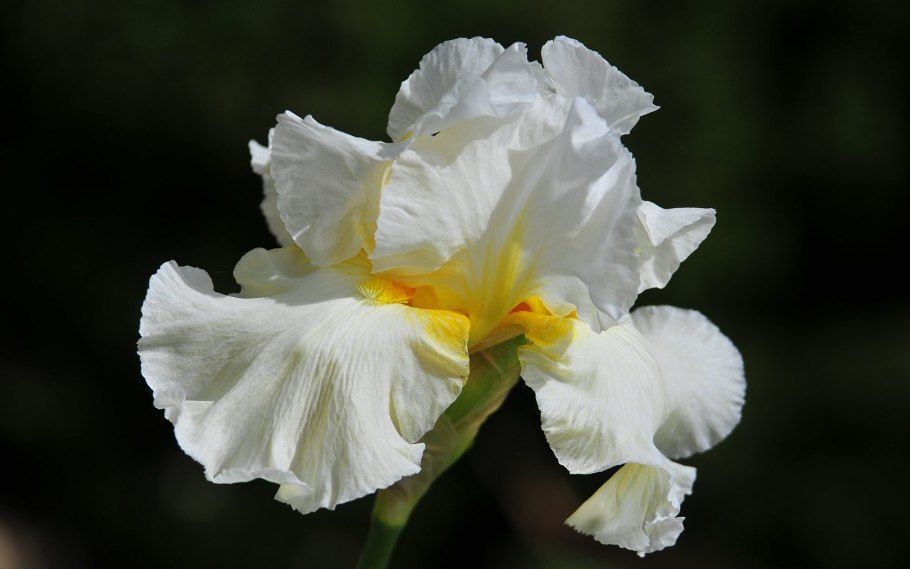 Ирис королевский белый