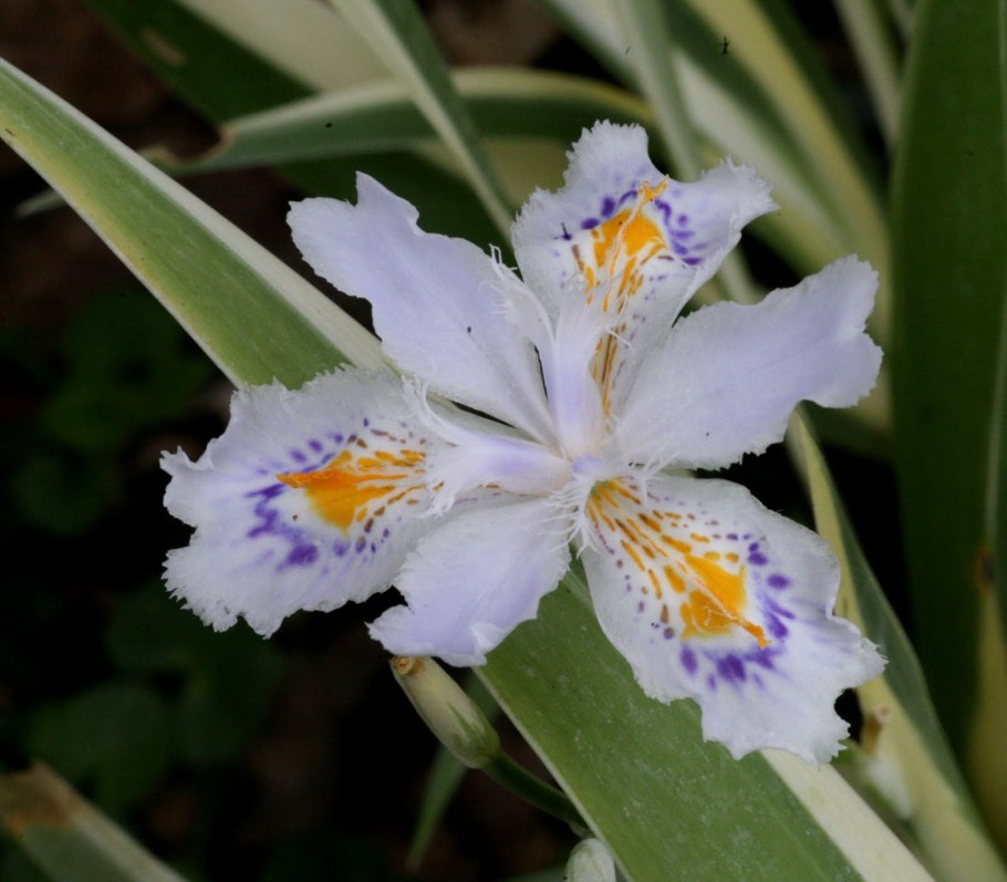 Ирис джапоника