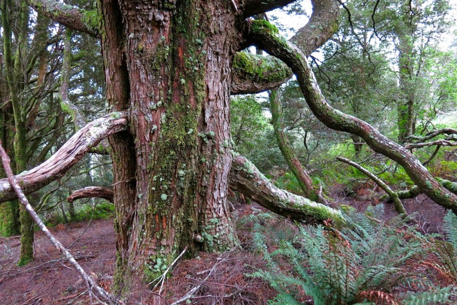 Нотофагус бурый