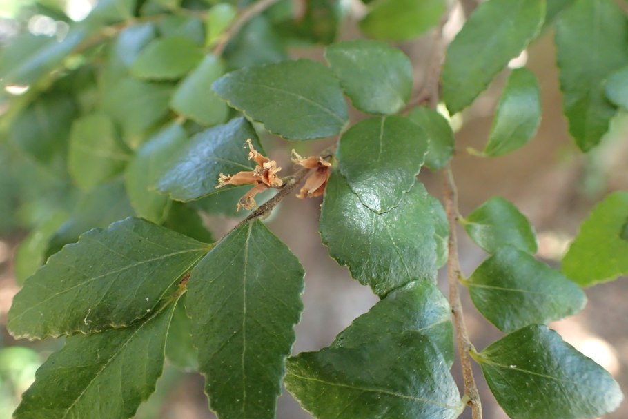 Нотофагус бурый