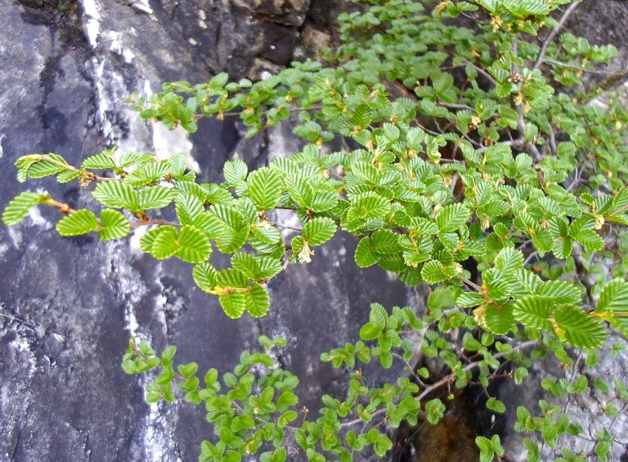 Nothofagus gunnii