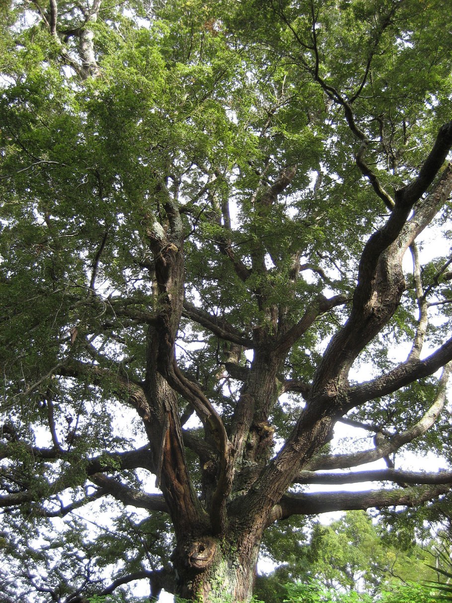 Нотофагус берёзовый