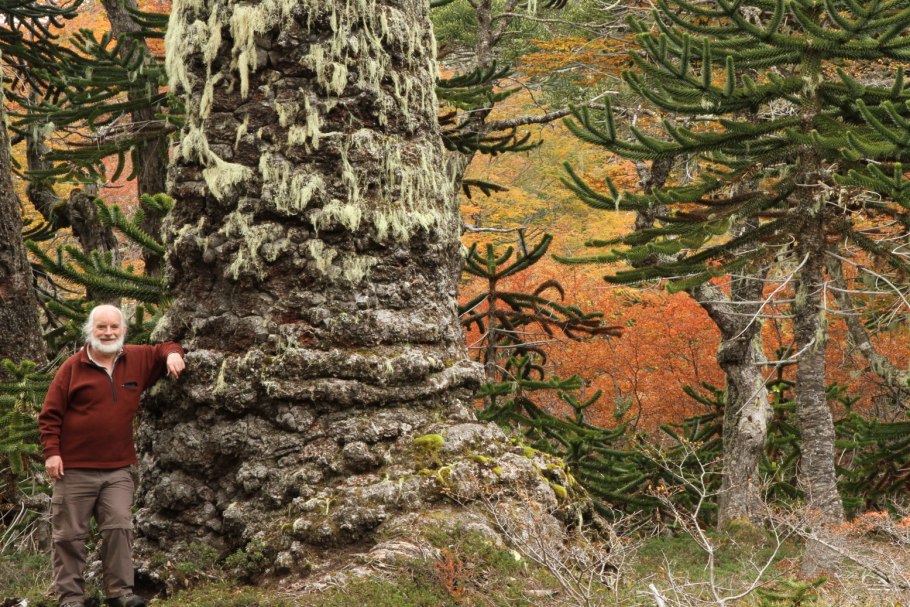 Нотофагус Альпийский