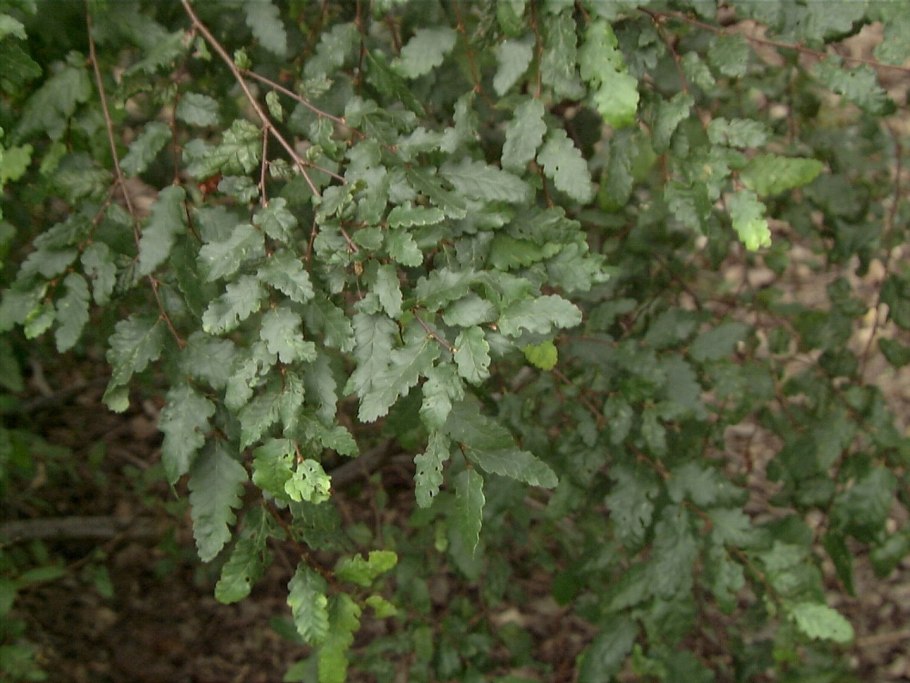 Нотофагус Южный бук